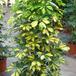 Schefflera 1
