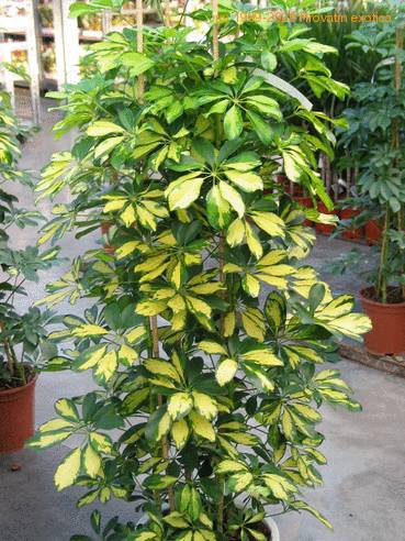 Schefflera 1