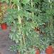 Schefflera 2