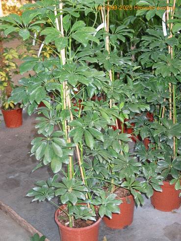 Schefflera 2
