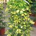 Schefflera 3