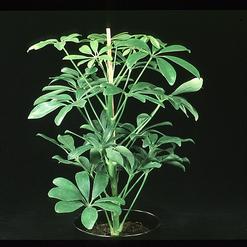 Schefflera arboricola compacta