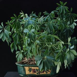 Scheflera arboricola bonsai