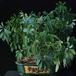 Scheflera arboricola-bonsai SIb