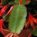 Schlumbergera gaertneri 6