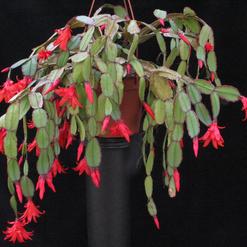 Schlumbergera gaertneri