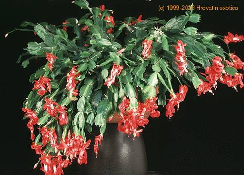 Schlumbergera truncata-243