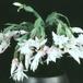 Schlumbergera truncata hybrid-1007