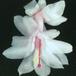 Schlumbergera truncata hybrid-1009