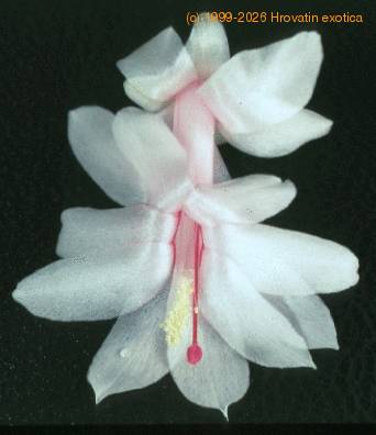 Schlumbergera truncata hybrid-1009