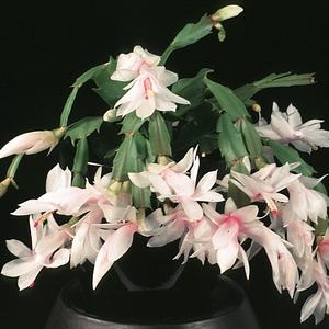 Schlumbergera truncata hybrid