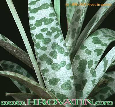 Scilla violacea 1850