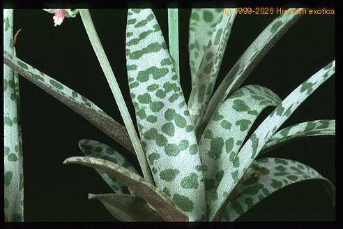 Scilla violacea 1850