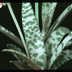 Scilla violacea