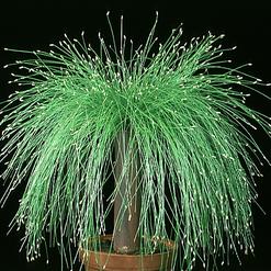 Scirpus cernuus