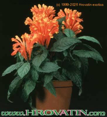 Scutellaria costaricana 2002