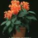 Scutellaria costaricana 2002