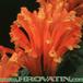 Scutellaria costaricana flower 2003