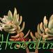 Sedum adolphi 1285