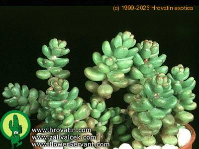 Sedum album 1353