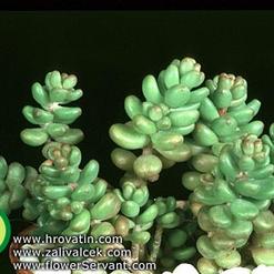 Sedum album