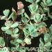 Sedum ewersii 1090
