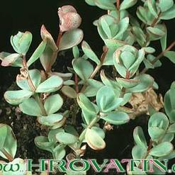 Sedum ewersii