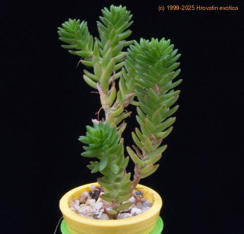 Sedum lorenzoi MOP