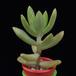Sedum lucidum MOP