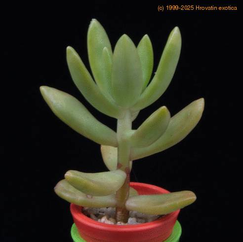 Sedum lucidum MOP