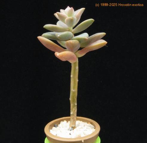 Sedum MOP