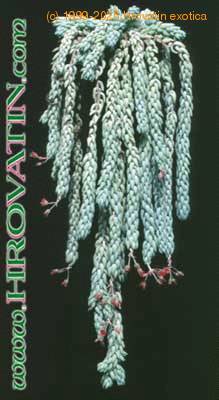 Sedum morganianum 1060