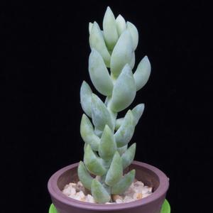 Sedum morganianum