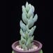 Sedum morganianum MOP