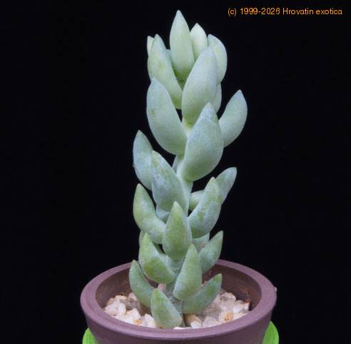 Sedum morganianum MOP
