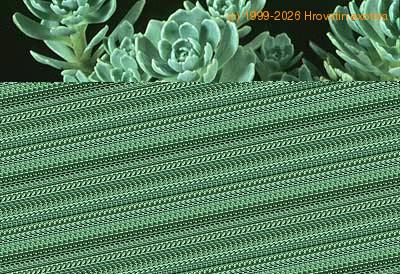 Sedum pachyclados 1083