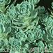 Sedum pachyclados 1083