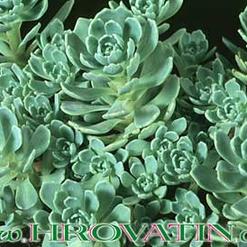 Sedum pachyclados