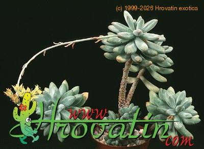 Sedum pachyphyllum  1293