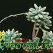 Sedum pachyphyllum  1293