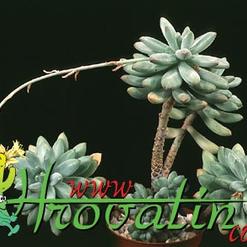Sedum pachyphyllum