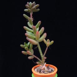 Sedum rubrotinctum