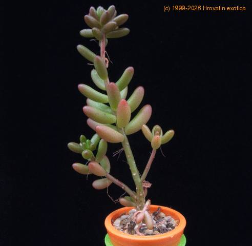 Sedum rubrotinctum MOP