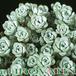 Sedum spathyphylum v alba 1087