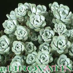 Sedum spathyphylum v. alba