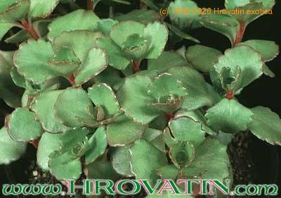 Sedum spurium 1089