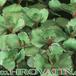 Sedum spurium 1089
