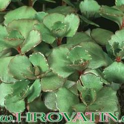 Sedum spurium