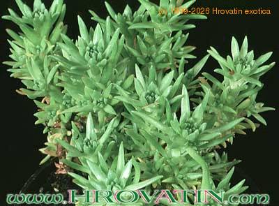 Sedum stenopetalum 1088