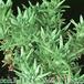 Sedum stenopetalum 1088